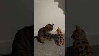 🥹🥹🥹 cat mycatchannel shortvideo funny catchannel yourcat funnycats petschannel yourpet [upl. by Ahsitel]