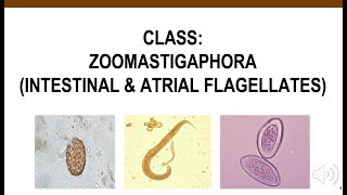 Intestinal amp Atrial Flagellates [upl. by Ennovahs]