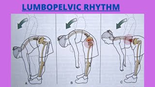 What is Lumbopelvic Rhythm In HipLUMBOPELVIC RHYTHMPelvifemoral MotionZeenad Learning Hub [upl. by Siuqaj721]