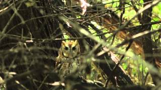 Daytime Screech Owl MBO blog [upl. by Katharina566]