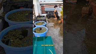 🛑Guppy Frys Outdoor Pond Setup 😯🐟shortsguppyguppyfishguppybreedingguppyfishtankmollyfishfish [upl. by Kassie]