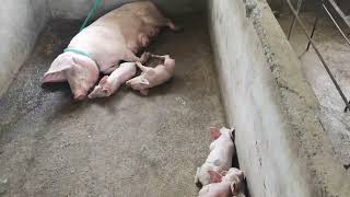 PIGGERY FARM 8 PIGLETS PLEASE LORD GUIDE ME HEALTHY PO LAHAT [upl. by Hoehne633]