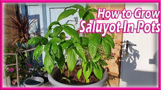 How to Grow Egyptian Spinach in Pots  Saluyot Tips  Manila London  Organic Gardening Vegan [upl. by Schram]