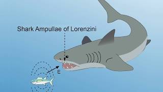 INTERVIEW EXTRA Ampullae of Lorenzini [upl. by Simonette]