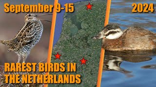 RAREST BIRDS IN THE NETHERLANDS WEEK 37 2024 [upl. by Htezzil]