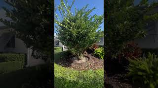 Beautiful Ligustrum Tree installed [upl. by Karli]