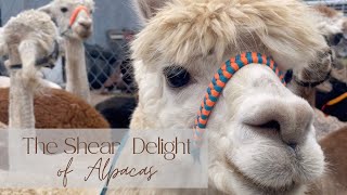 The Shear Delight of Alpacas Ebling Farms [upl. by Ecarret]