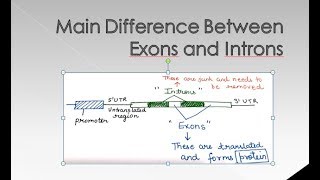 Difference Between Introns and Exons  For BSc and MSc  ALL ABOUT BIOLOGY [upl. by Ahselaf]