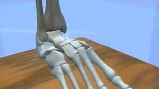 Ankle amp Subtalar Joint Motion Function Explained Biomechanic of the Foot  Pronation amp Supination [upl. by Hanah]