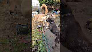 Deerhound Saluki Cross Jumping Over Fence music dancehall bobmarley song dog puppy pointer [upl. by Okihcas371]