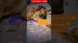 Parvo virus 🦠👨🏻‍⚕️⚕️🏥veterinaryrahul beats doctorofveterinarymedicine doctorlife doglover [upl. by Bouchard]