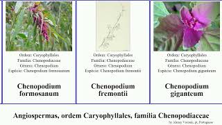 Angiospermas ordem Caryophyllales família Chenopodiaceae chenopodium chenopodiastrum suaeda vera [upl. by Stephan574]