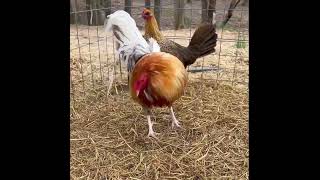 Beautiful Blue Boone Farms gamefowl yearofyou gallos [upl. by Alcine]