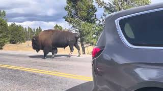 Yellowstone Canyon Village Buffalo Road Crossing 92024 [upl. by Leanne149]