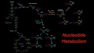 Introduction to Nucleotide Metabolism Biosynthesis and Degredation Purines and Pyrimidines [upl. by Lundt741]