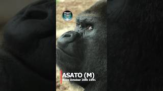 ZooParc de Beauval Main Gorilla Troop Introduction 🦍 [upl. by Autumn524]