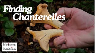 Finding Chanterelle Mushrooms [upl. by Haerr]