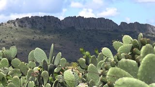 CHUMBERA NOPAL EN ZAFRA [upl. by Intyre]