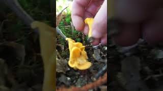 Cantharellus in september  2024 cantharelluscibarius chanterellemushrooms [upl. by Aible76]