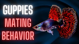 Guppies Mating Behavior – Guppy Fish Breeding Ritual [upl. by Eedahs764]