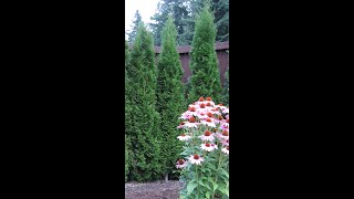 Planting Emerald Cedars Arborvitae [upl. by Netneuq]