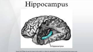 Hippocampus [upl. by Ahsilaf]