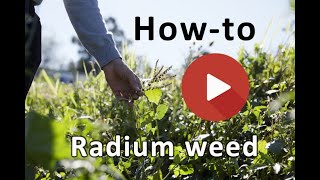 How to ID radium weed [upl. by Stav]