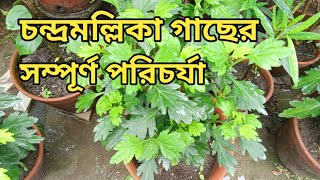 Pinching on chandramallika  Chrysanthemum plant care [upl. by Annehs63]