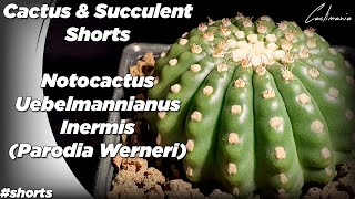 Cactus amp Succulent Shorts  Notocactus Uebelmannianus Inermis Parodia Werneri  shorts [upl. by Stimson]