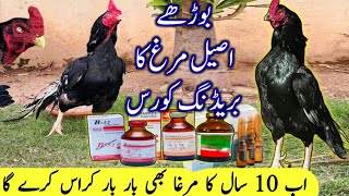 Old aseel rooster breeding course and tips Master Aseels [upl. by Ethe]