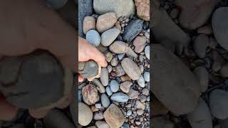 looking for fossil ammonite nodules on the Yorkshire Jurassic coast fossiliferous shorts [upl. by Enilatan]