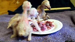 Barn Owls eating [upl. by Imotas232]