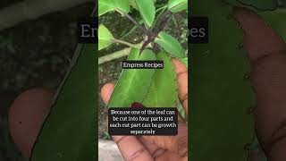 Benefits of leaf of life plant healing and uses shortvideo recipe shortsyoutube [upl. by Lenard]