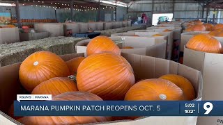 Its time for pumpkin picking Marana Pumpkin Patch reopens Saturday [upl. by Rettig]