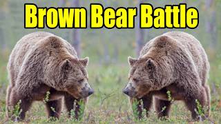 Alaska Brown Bear Battle [upl. by Cloutman]