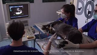 Esame ecocardiografico in un paziente veterinario [upl. by Tawsha]