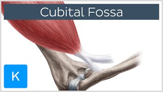 Cubital Fossa  Location amp Borders  Human Anatomy  Kenhub [upl. by Desai]