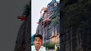 animals elephant monkey travel funny amazing [upl. by Isadora]