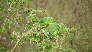 Pacific Parrotlet  Forpus coelestis [upl. by Stern]