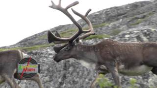 Caribou Migration  Adventures North [upl. by Winshell]