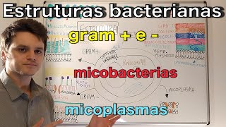 Parede celular  Curso de bacteriologia  Medicina passo a passo [upl. by Yentroc]