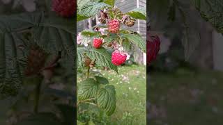 🌿RED RASPBERRIES🌿rubus idaeus [upl. by Hilton519]