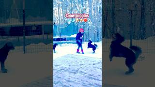 Snow puppies dog puppy dogmom youtube ytshorts trending shortsfeed shortsviral [upl. by Bush]