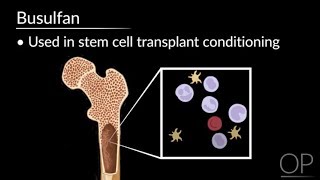 Autologous Stem Cell Transplants [upl. by Ayo244]