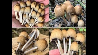 Glimmertintling Coprinellus micaceus Coprinus micaceus [upl. by Ahsenid]