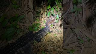 The smallest crocodilian in the world walks in front of us  Cuvier’s dwarf caiman [upl. by Nwadal]