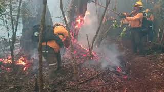 día internacional del combatiente forestal 2024 [upl. by Derf]