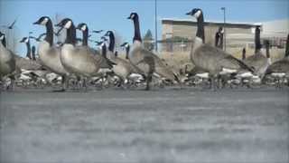 Geese Take Flight Ground Level View [upl. by Euginom]