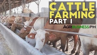 Cattle Farming Part 1  Cattle Farming in the Philippines  Agribusiness Philippines [upl. by Iams732]