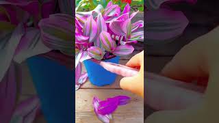 How to growing D Sanderiana silver very beautiful garden flowers plants flowers shortvideo [upl. by Attenwad]